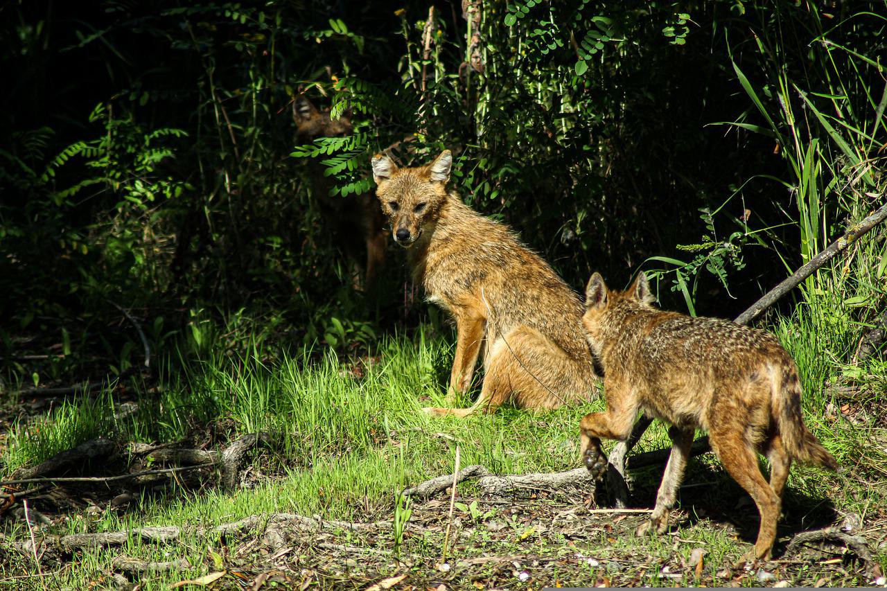 Golden jackals (Canis aureus) in the Danube Delta, Romania. Image by Andrei Prodan from Pixabay.